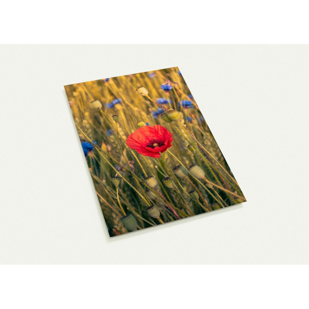 Mohnblume / A6 (10.5 x 14.8)