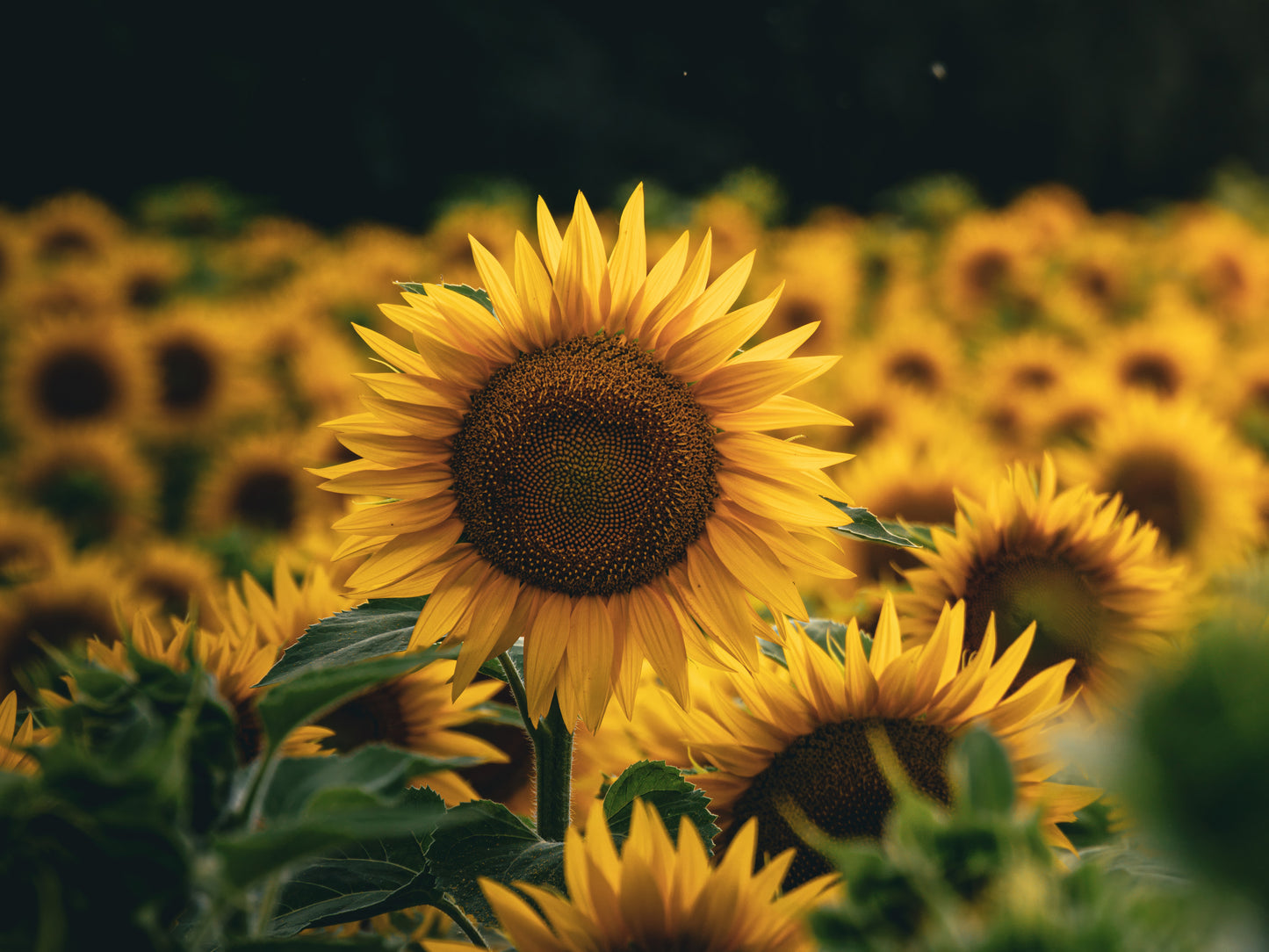 Wallpaper Sonnenblumen