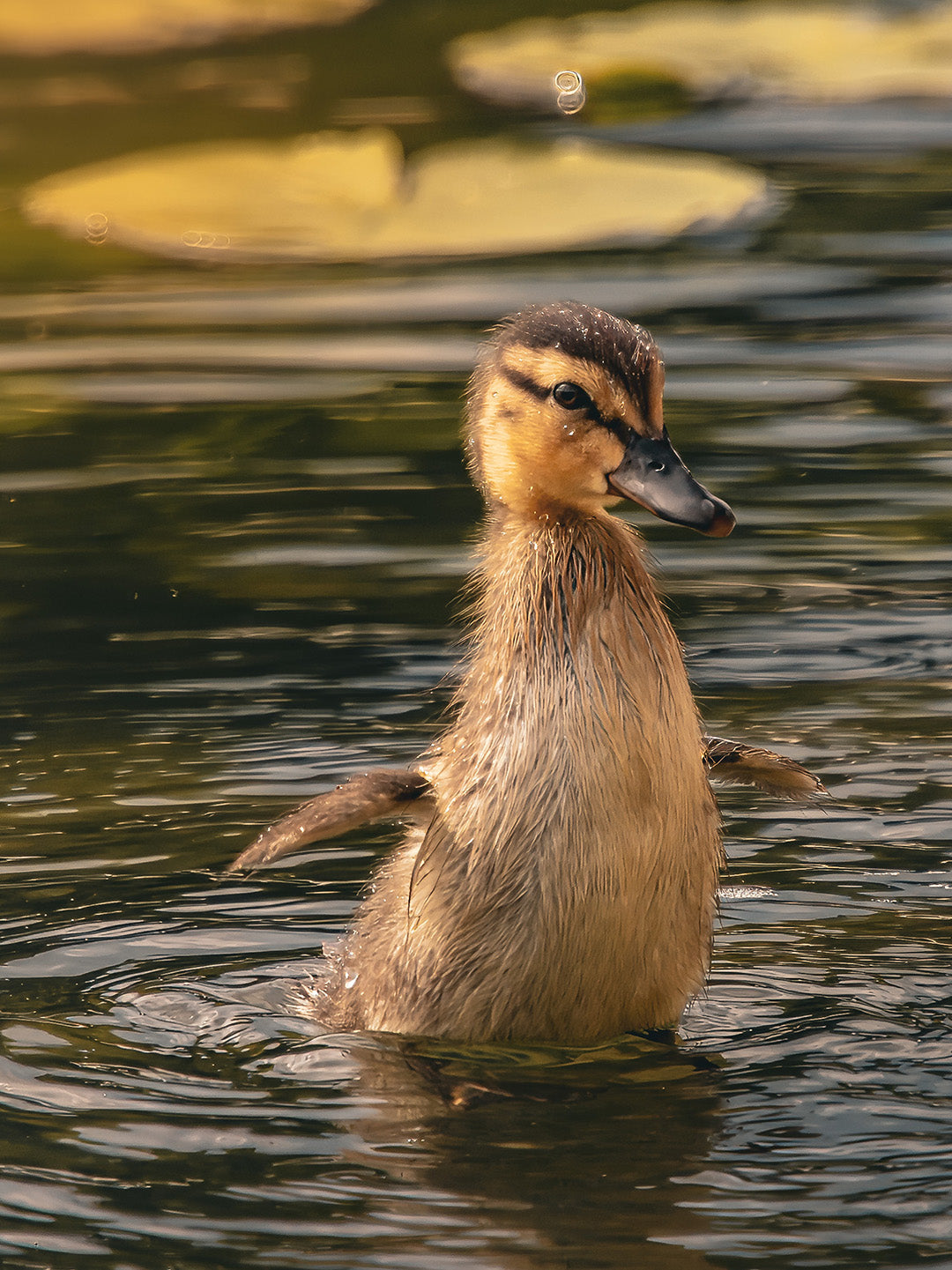 Wallpaper kleine Ente