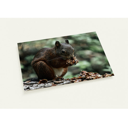 Eichhörnchen / A6 (10.5 x 14.8) - Roland Widmer widrol 
