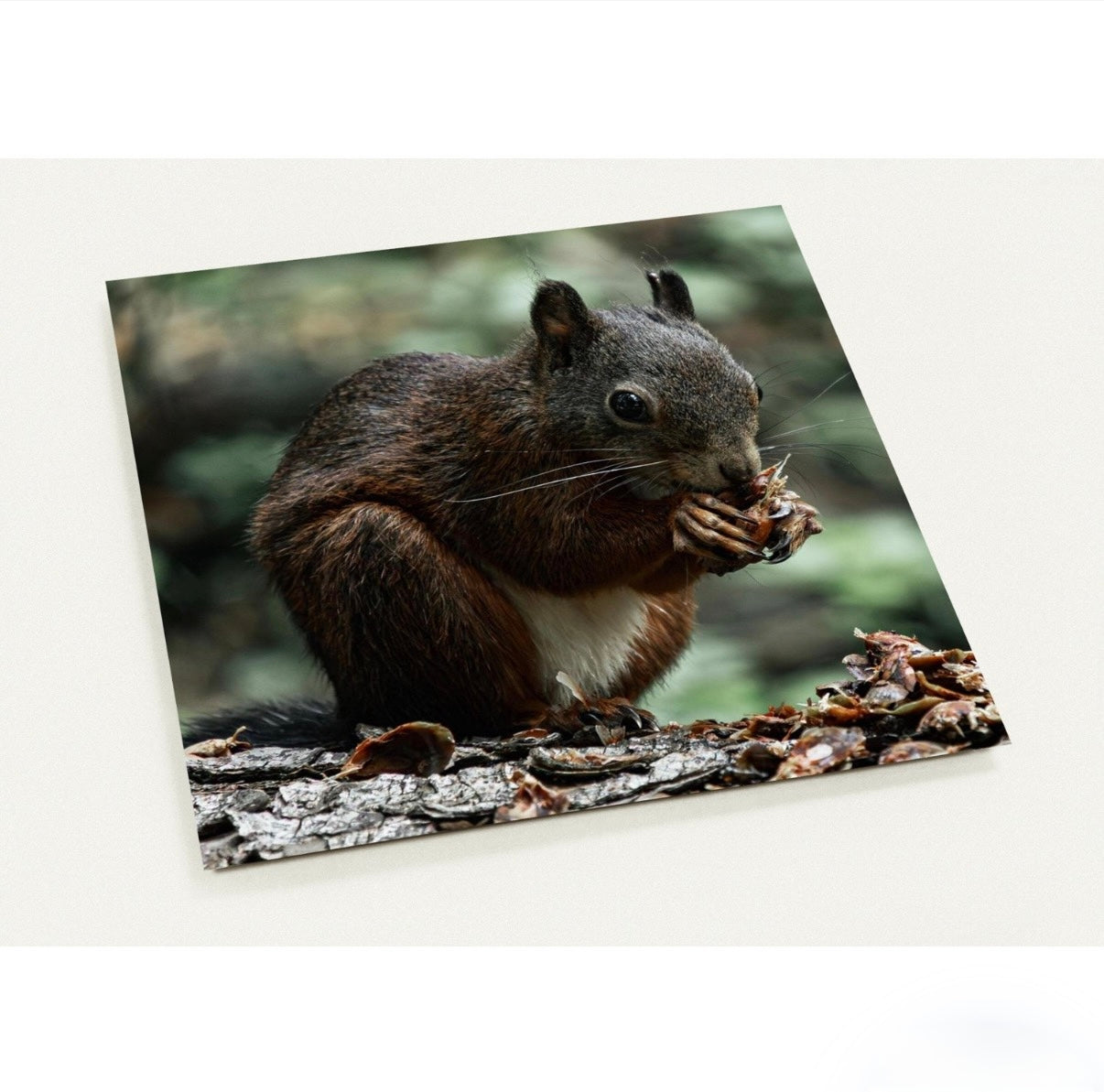 Eichhörnchen/ 14.1 x 14.1