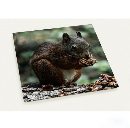 Eichhörnchen/ 14.1 x 14.1