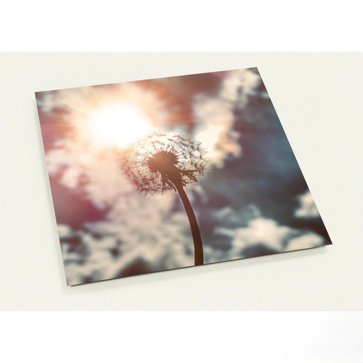 Pusteblume / 14.1 x 14.1