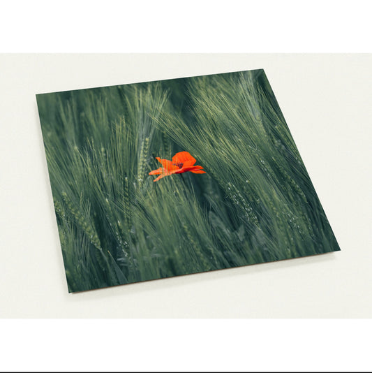 Rote Blume im Grünen Weizenfeld / 14.1 x 14.1 - Roland Widmer widrol 
