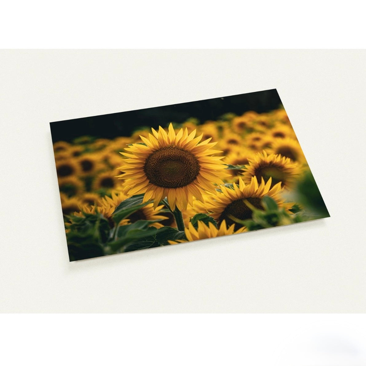 Sonnenblumen / A6 (10.5 x 14.8)