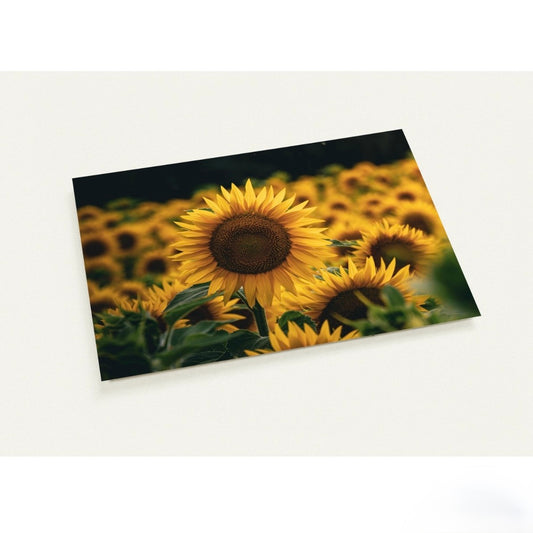 Sonnenblumen / A6 (10.5 x 14.8)