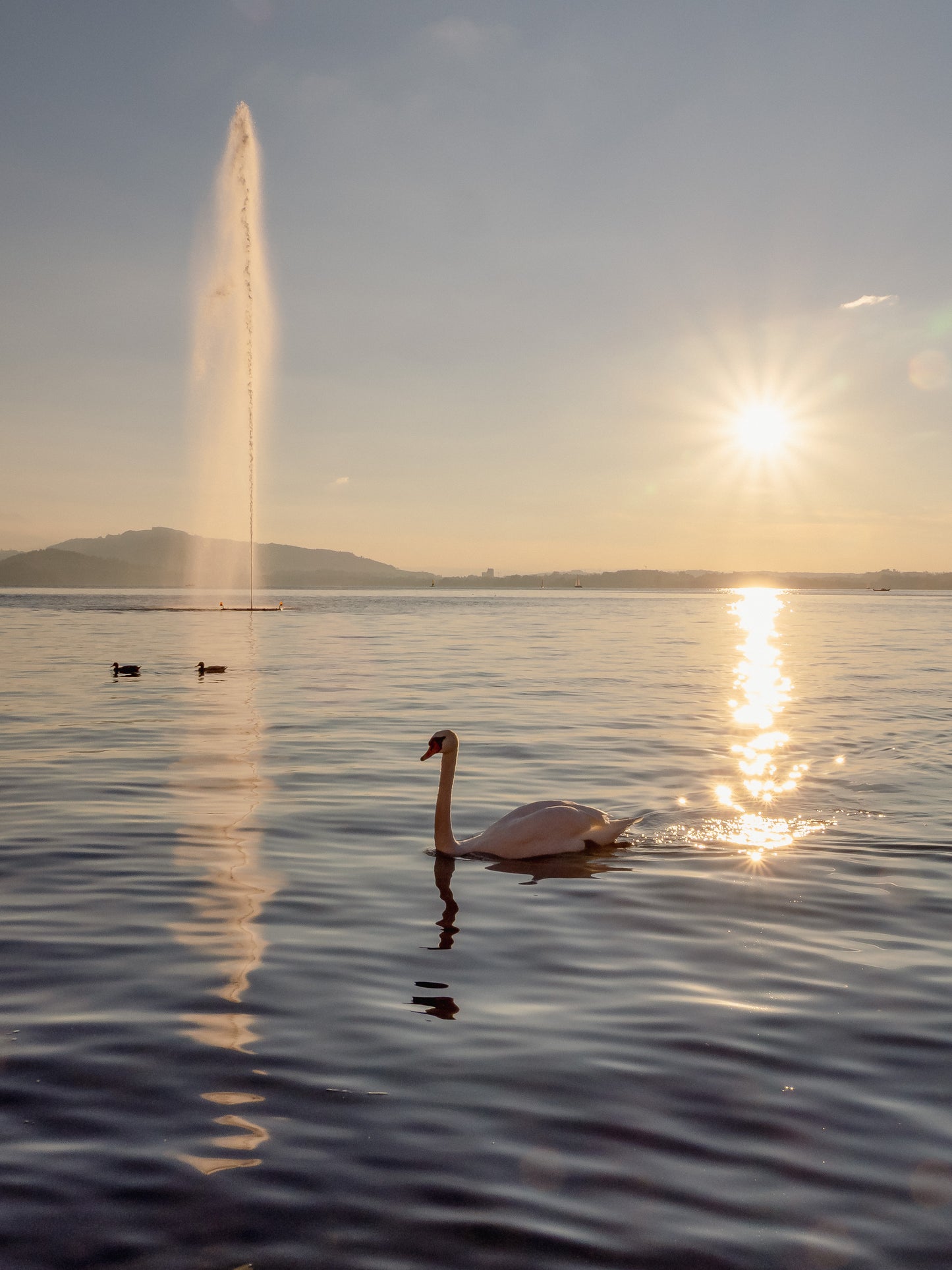 Wallpaper Schwan am Zugersee