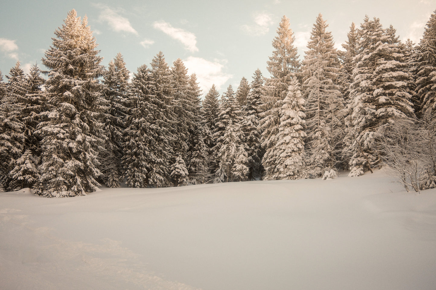 Wallpaper Winter-Wald
